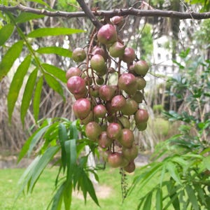 Johore (Lepisanthes alata) - 2 graines germées
