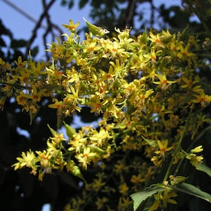 Goudregenboom (Koelreuteria paniculata) - 20 zaden