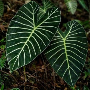 Meratus Alocasia (Alocasia sp. 'Meratus') - 1 seme germinato