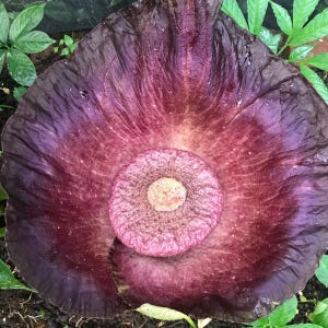 Aroïde (Amorphophallus hirsutus) - 1 ontkiemd zaadje