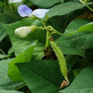 Geflügelte Bohne (Psophocarpus tetragonolobus) – 10 Samen