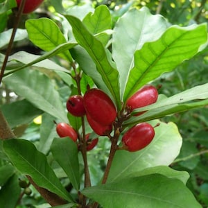 Fruta milagrosa (Synsepalum dulcificum) - 3 semillas germinadas