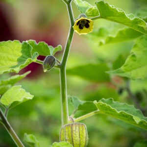 Kapstachelbeere (Physalis peruviana) – 20 Samen
