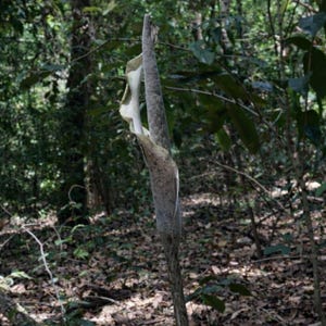 Süße Schlangenhautlilie (Amorphophallus galbra) – 1 gekeimter Samen