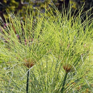 Papiro (Cyperus papyrus) - 1 porción de semillas