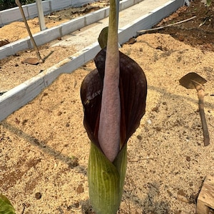 Aroïde (Amorphophallus raungense) - 1 ontkiemd zaadje