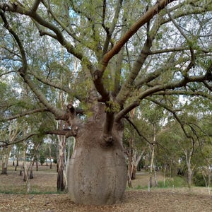 Árvore-garrafa de Queensland (Brachychiton rupestris) - 10 sementes