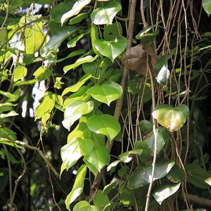 Ogórek jawajski (Alsomitra macrocarpa) - 1 nasiono
