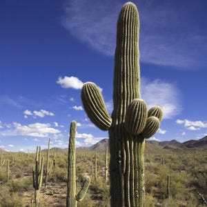 Saguaro (Carnegiea gigantea) - 10 sementes