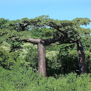 Suarez Baobab (Adansonia suarezensis) - 3 zaden
