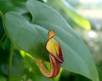 Wintergroene Hollandse pijp (Aristolochia sempervirens) - 5 zaden