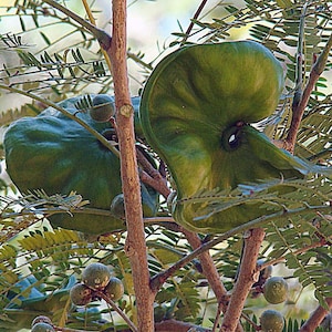 Árvore-orelha-de-elefante (Enterolobium cyclocarpum) - 5 sementes