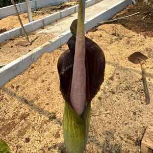 Aroide (Amorphophallus raungense) - 1 seme germinato