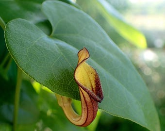 Wintergroene Hollandse pijp (Aristolochia sempervirens) - 5 zaden