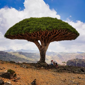 Dracaena cinnabari seeds - Etsy.de