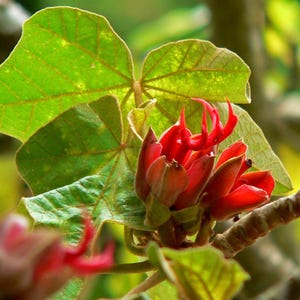 Apenhandboom (Chiranthodendron pentadactylon) - 5 zaden
