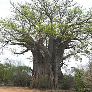 Afrikansk baobab (Adansonia digitata) - 5 frön