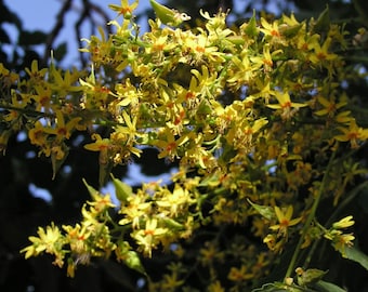 Árbol de la lluvia dorada (Koelreuteria paniculata) - 20 semillas