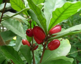 Frutto miracoloso (Synsepalum dulcificum) - 3 semi