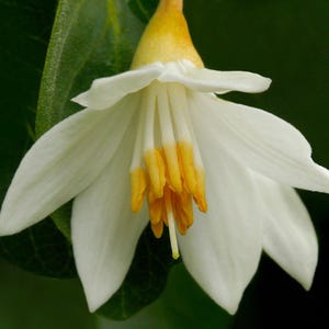 Gummi-Benjaminbaum (Styrax zoeline) - 2 Samen