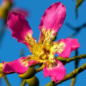 Silkesflossträd (Ceiba speciosa) - 10 frön
