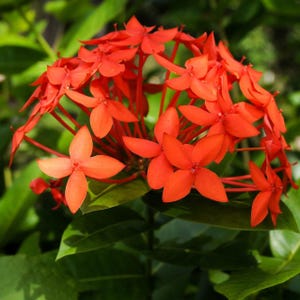 Jungle geranium (Ixora coccinea) - 3 seeds