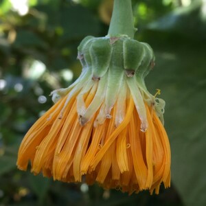 Koolboom (Dendroseris litoralis) - 3 zaden