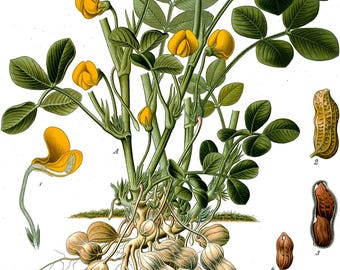 Orzeszek ziemny (Arachis hypogaea) - 10 nasion