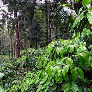 Robusta Koffie (Coffea canephora) - 10 zaden