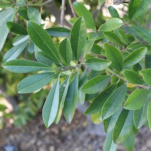 Yerba mate (Ilex paraguariensis) - 20 graines