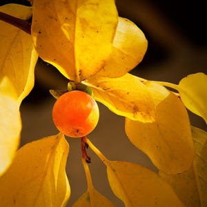 Dadelplommon (Diospyros lotus) - 10 frön