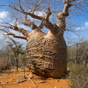 Fony baobab (Adansonia rubrostipa) - 3 zaden