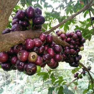 Árbol frutal de gowok (Syzygium polycephalum) - 3 semillas germinadas