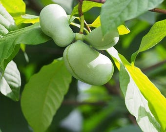 Papaye (Asimina triloba) - 5 graines