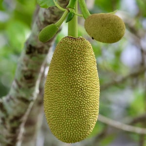 Chempedak (Artocarpus integer) - 1 germinated seed