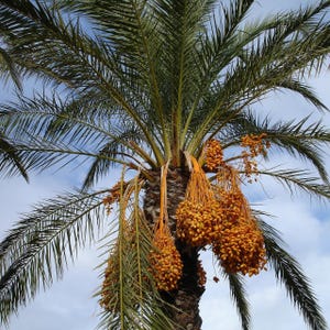 Date Palm (Phoenix dactylifera) - 10 seeds
