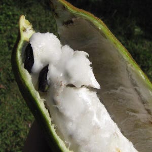 Fasolka jadalna (Inga edulis) - 3 kiełkujące nasiona