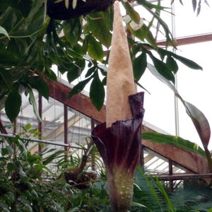 Aroid (Amorphophallus decus-silvae) - 1 seme germinato