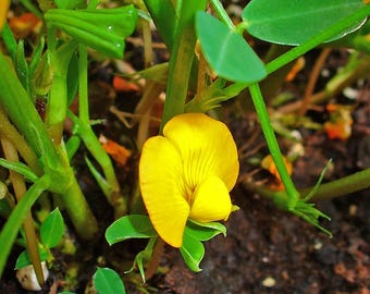 Orzeszek ziemny czarny (Arachis hypogaea 'Black') - 5 nasion