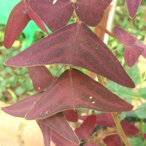Red Butterfly Wing (Christia vespertilionis) - 5 seeds