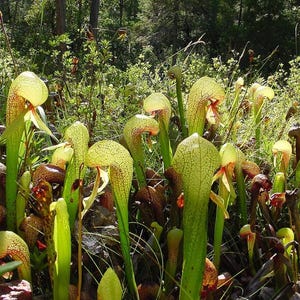 Darlingtonia kalifornijska (Darlingtonia californica) - 10 nasion