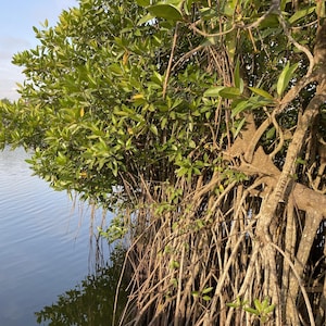 Stelzenmangrove (Rhizophora apiculata) – 1 Samen