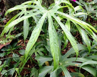 Fingeranthurium (Anthurium pedatoradiatum) - 1 grodda frö