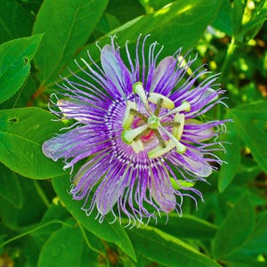 Maypop Passionflower (Passiflora incarnata) - 5 seeds