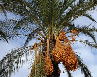 Palmier dattier (Phoenix dactylifera) - 10 graines
