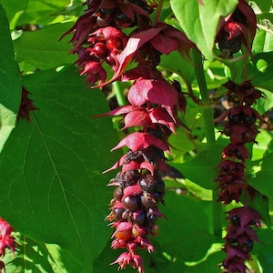 Chèvrefeuille de l'Himalaya (Leycesteria formosa) - 20 graines