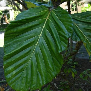 Låglandsbrödfruktsfikon (Ficus brusii) - 10 frön