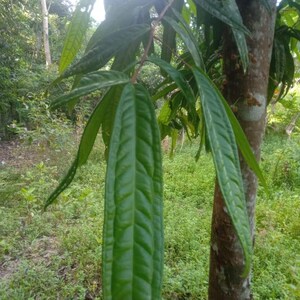 Syzygium (Syzygium sp. 'Sulawesi') - 1 germinated seed