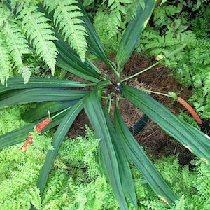 Anthurium (Anthurium bakeri) - 2 kiełkujące nasiona