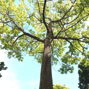 Árvore Kapok (Ceiba pentandra) - 10 sementes